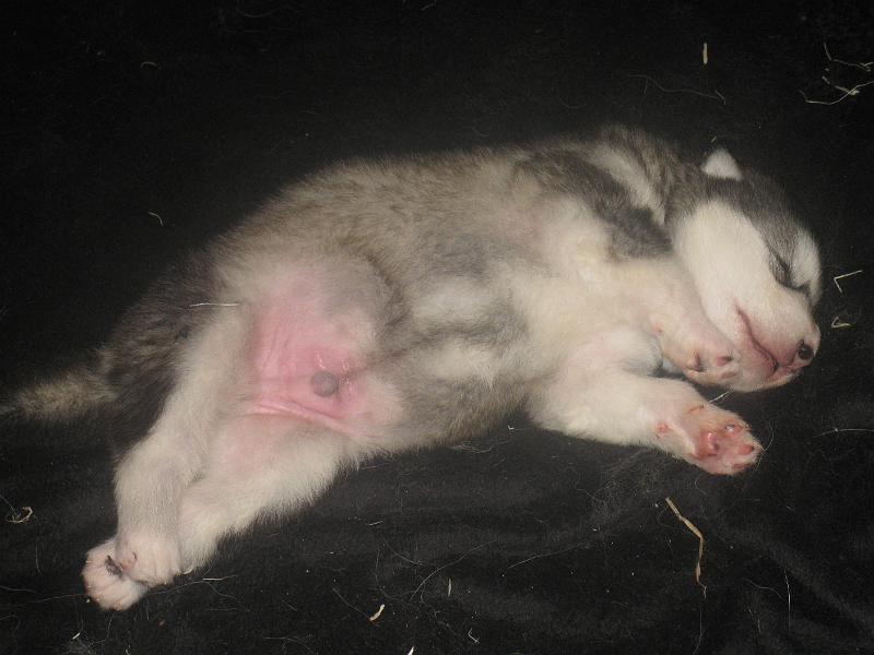 pentu09 025.jpg